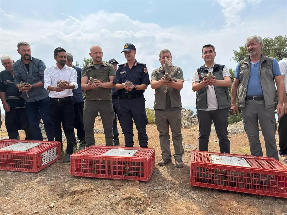Kozan'da 500 Keklik Doğaya Bırakıldı