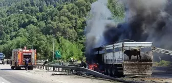 Adana'da Büyükbaş Hayvan Yüklü Tırda Yangın Çıktı