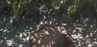 Çamura Saplanan İnek İtfaiye Ekipleri Tarafından Kurtarıldı