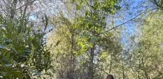 Adana'nın Feke İlçesinde Orman Yangını Kontrol Altına Alındı