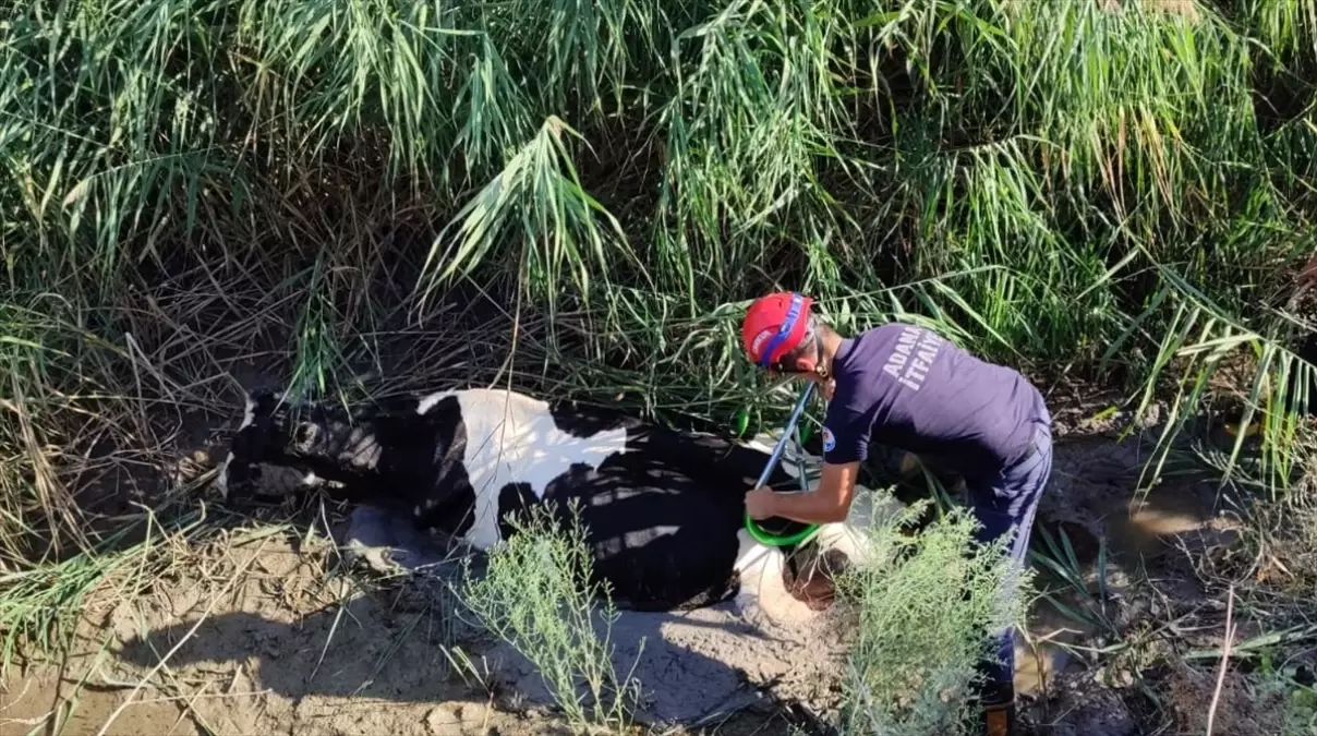 Drenaj Kanalına Düşen İnek, İtfaiye Ekiplerince Kurtarıldı