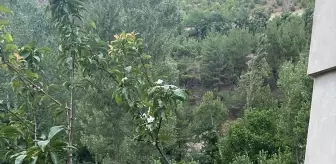 Adana Feke'de Erik Ağaçları Erken Çiçek Açtı