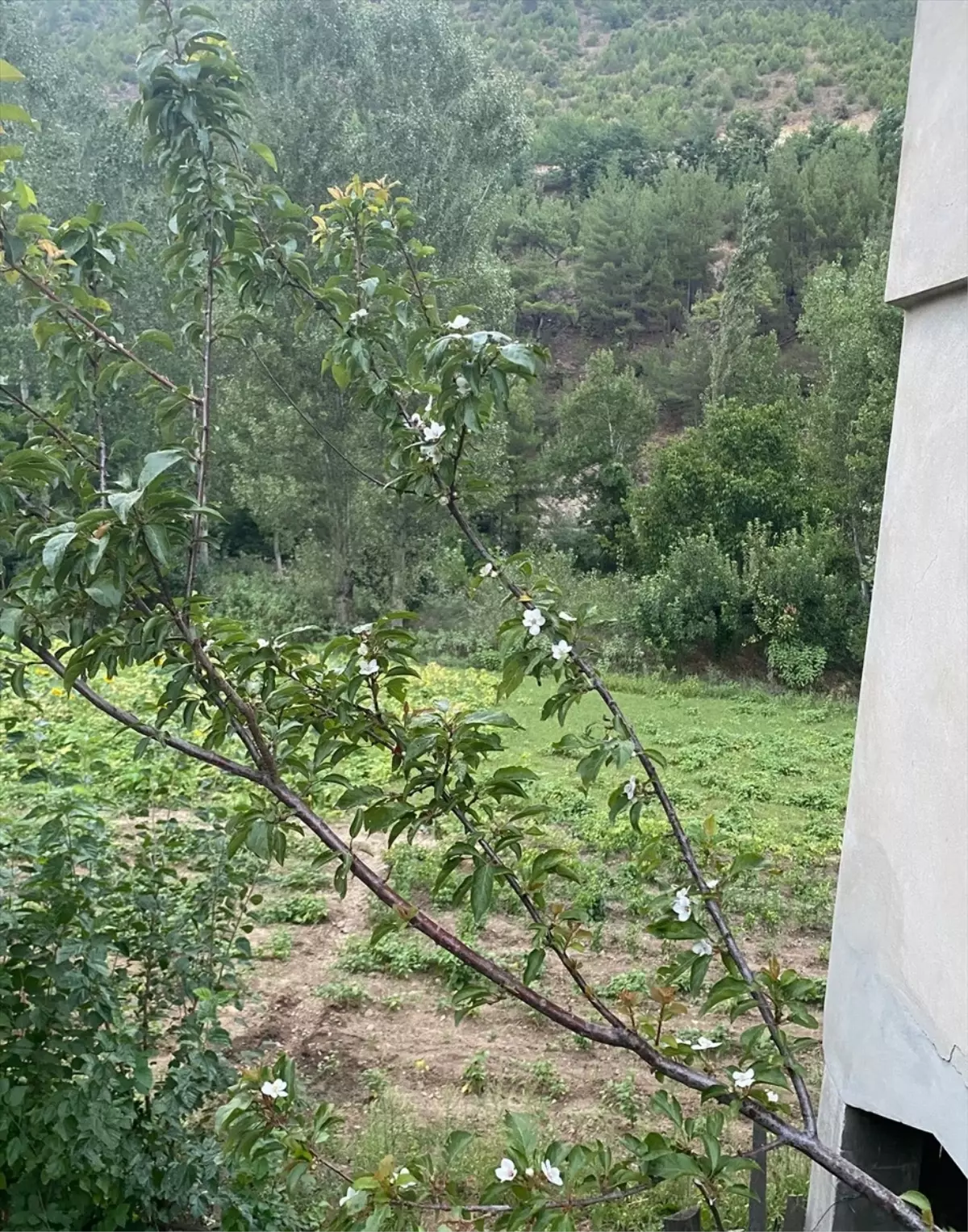 Adana Feke'de Erik Ağaçları Erken Çiçek Açtı