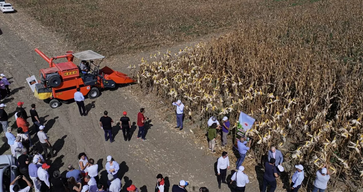 Adana'da Yeni Mısır Çeşidi 'Kale' Tanıtıldı