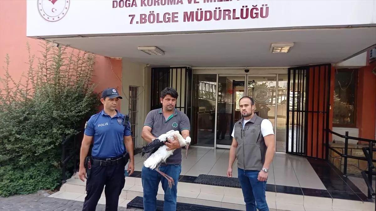 Yüreğir'de Yaralı Leylek Tedavi Altına Alındı