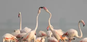 Akyatan Lagünü, Flamingolarla Renkleniyor