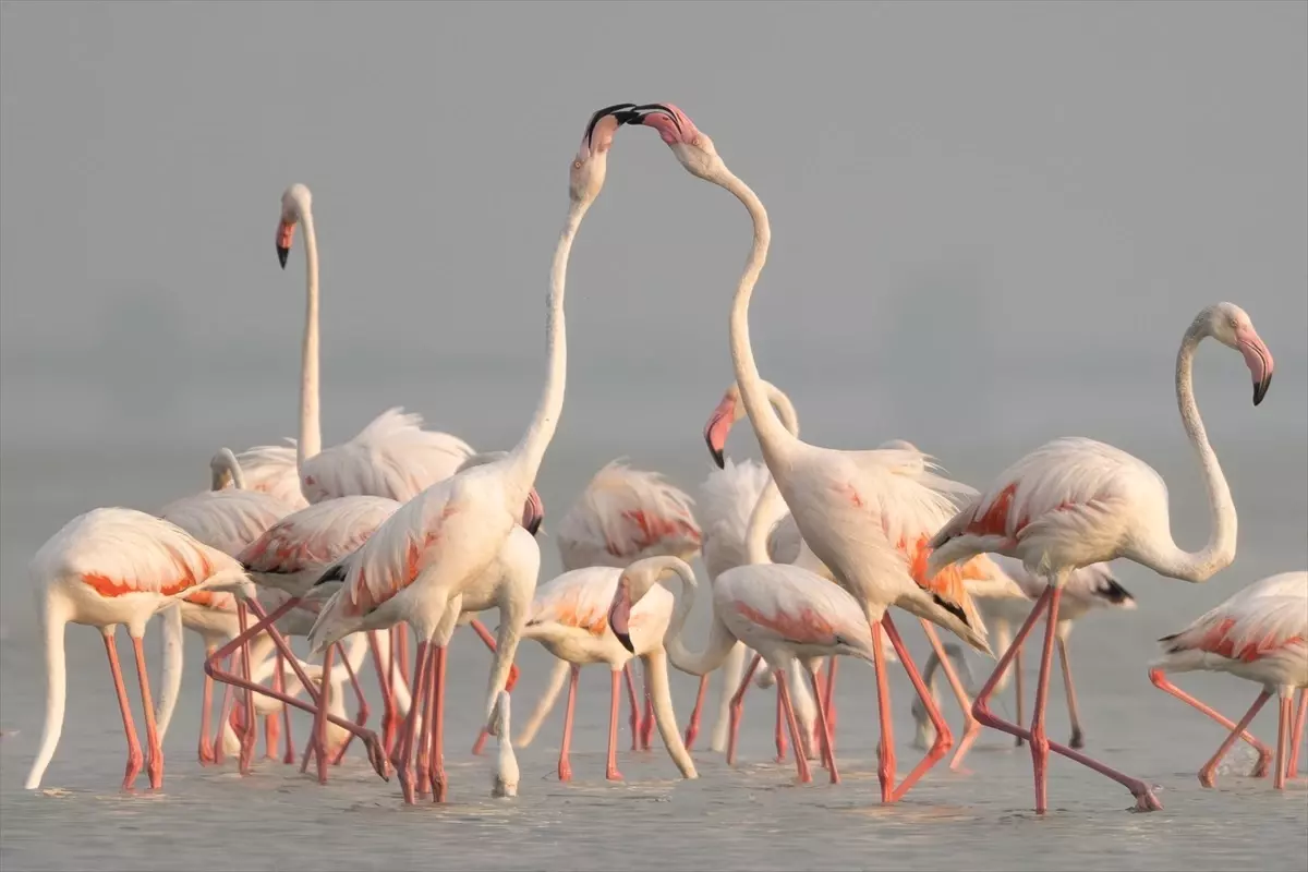 Akyatan Lagünü, Flamingolarla Renkleniyor