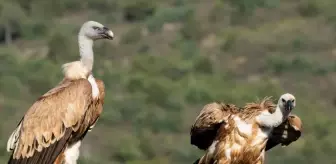 Akdağ Milli Parkı'nda Kızıl Akbabalar Foto Kapanda Görüntülendi