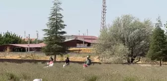 Evciler'de Lavanta Hasadı Köy Ekonomisine Katkı Sağlıyor