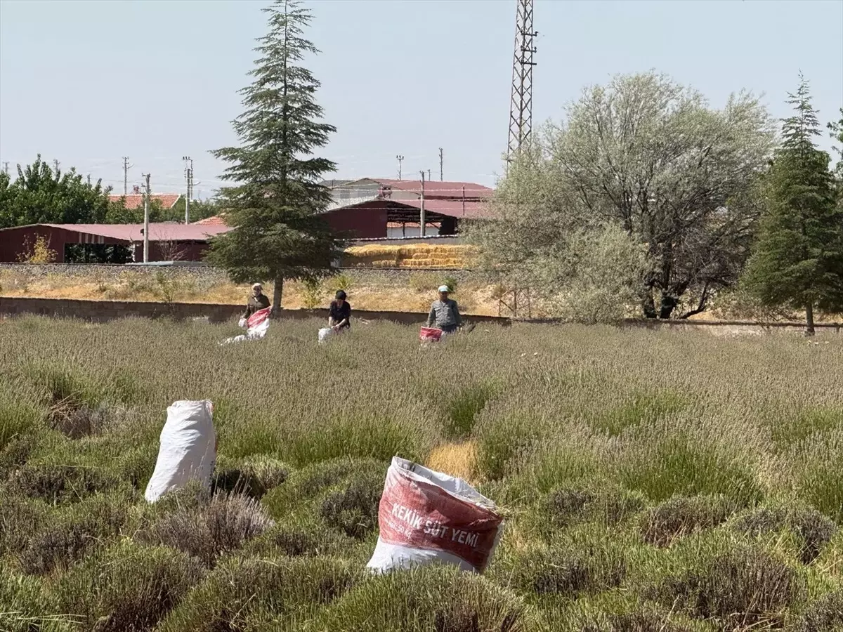 Evciler'de Lavanta Hasadı Köy Ekonomisine Katkı Sağlıyor