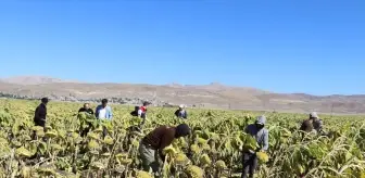 Ağrı'da Ayçiçeği Hasadı Başladı, 750 Milyon Lira Gelir Bekleniyor