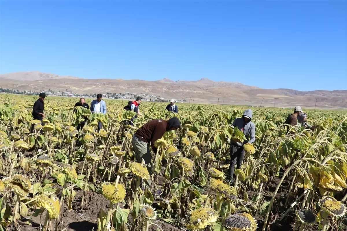 Ağrı'da Ayçiçeği Hasadı Başladı, 750 Milyon Lira Gelir Bekleniyor