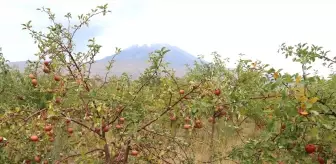 Ağrı Dağı Eteklerinde Elma Hasadı Başladı