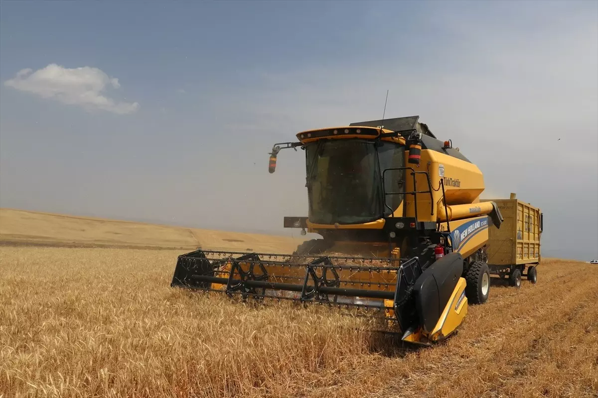 Ağrı'da Buğday ve Arpa Üretimi İle İlgili Öngörüler Açıklandı