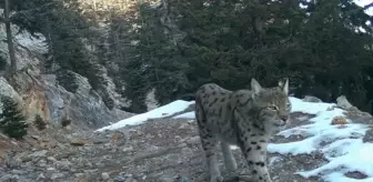 Anadolu Parsı Projesi ile Yaban Hayatı İzleniyor