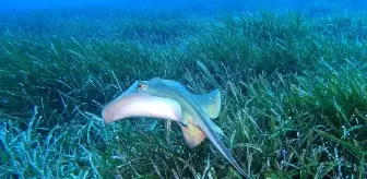 Kaş'ta 'Akdeniz'in Akciğerleri' Posidonya Çayırları Koruma Altında