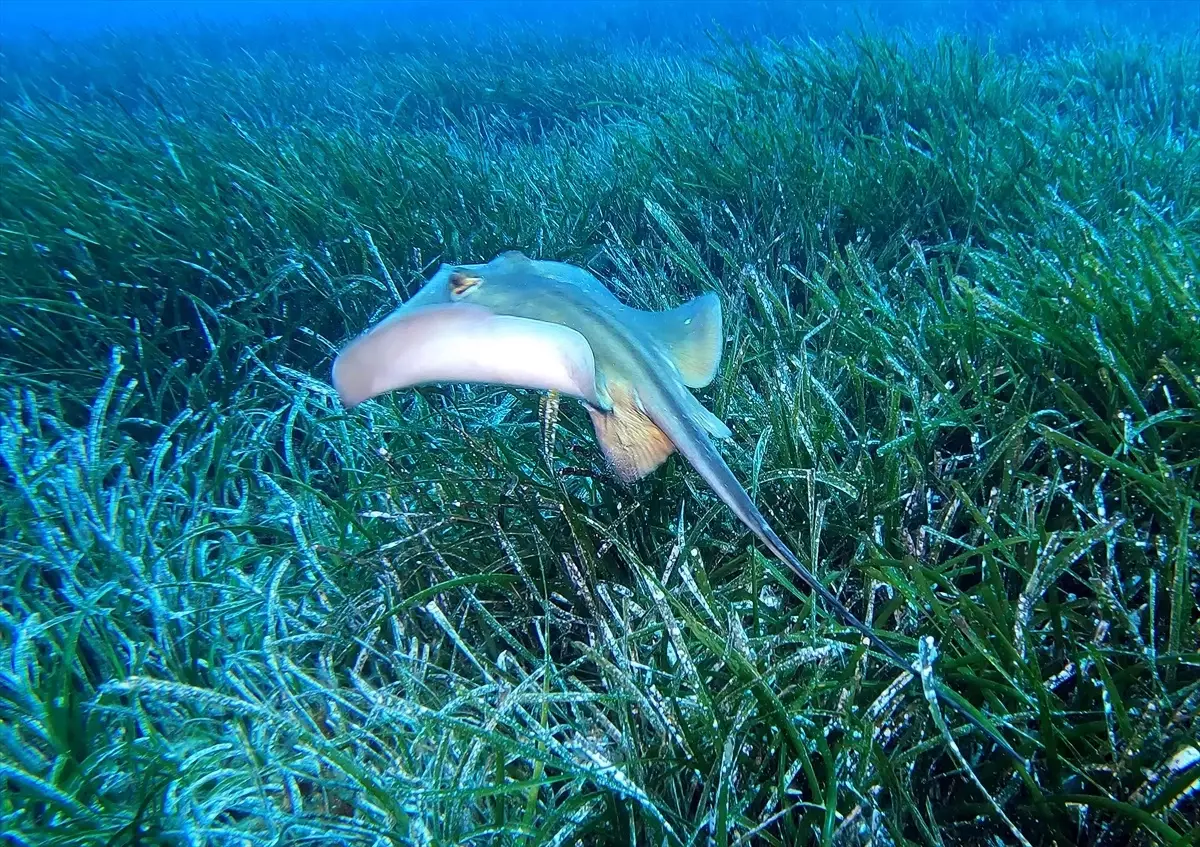 Kaş'ta 'Akdeniz'in Akciğerleri' Posidonya Çayırları Koruma Altında