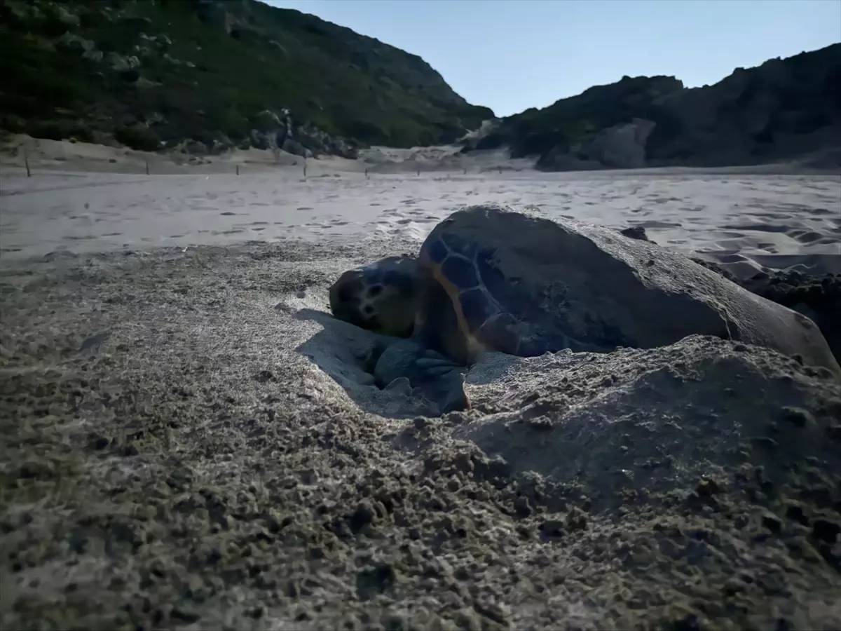 Patara Özel Çevre Koruma Bölgesi İçin Sürdürülebilir Turizm Eylem Planı Hazırlandı