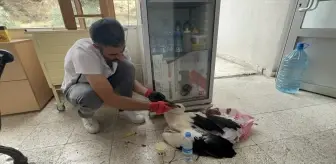 Sivas'ta Çiftçi Yaralı Leylek Buldu