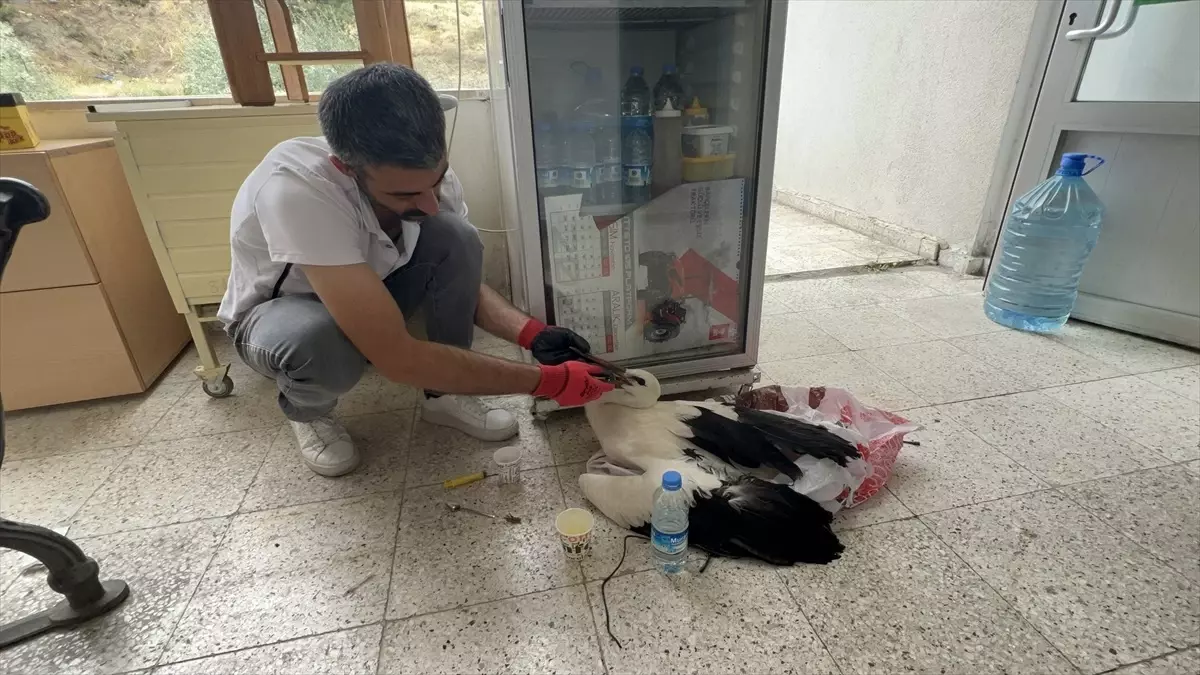 Sivas'ta Çiftçi Yaralı Leylek Buldu