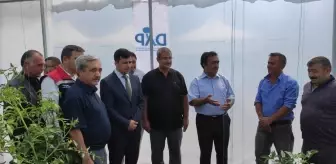 Sivas'ta Çiftçilere Domates ve Salatalık Fidesi Dağıtımı Yapıldı