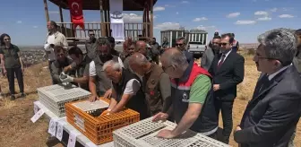 Kınalı Keklikler Doğaya Salındı
