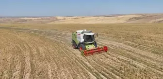 Aksaray'da İhtiyaç Sahiplerine Nohut Dağıtımı İçin Hasat Yapıldı