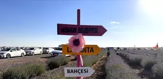 Aksaray'da Lavanta Bahçesi Sezon Açılışı Yapıldı