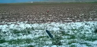 Aksaray'da Dolu Tarım Arazilerine Zarar Verdi
