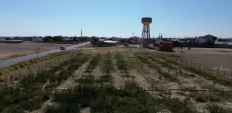 Öğrencilerle Ormanlık Alan Oluşturuluyor