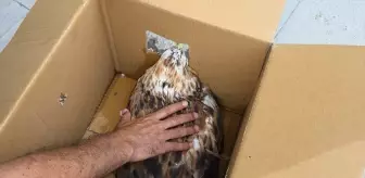 Yaralı Kızıl Şahin Tedavi Edildi, Doğaya Salınacak