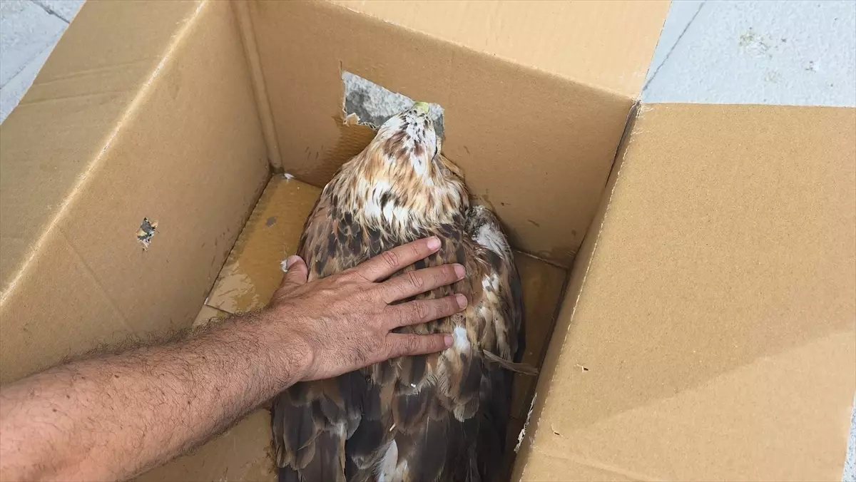Yaralı Kızıl Şahin Tedavi Edildi, Doğaya Salınacak