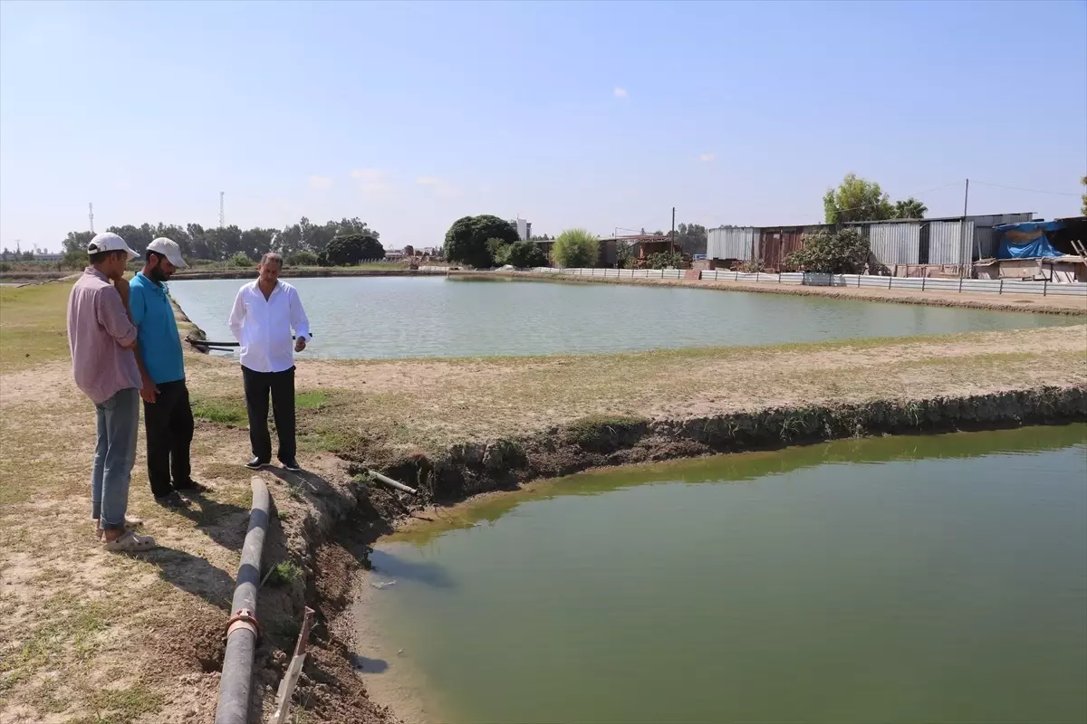 Hobisini Mesleğe Dönüştüren Girişimci: Kahraman Gündüz'ün Süs Balığı Başarısı