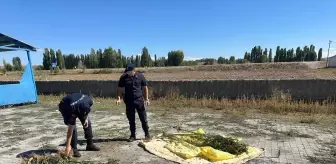 Alaca'da 21 Kök Kenevir Ele Geçirildi
