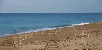 Caretta Caretta Yavruları Denize Ulaşmak İçin Mücadele Veriyor