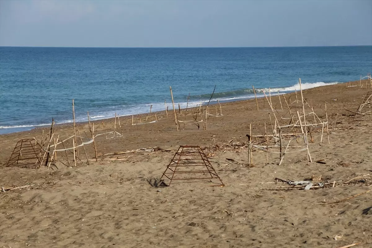 Caretta Caretta Yavruları Denize Ulaşmak İçin Mücadele Veriyor