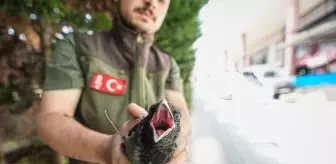 Bursa'da Yaralı Karga Kurtarıldı