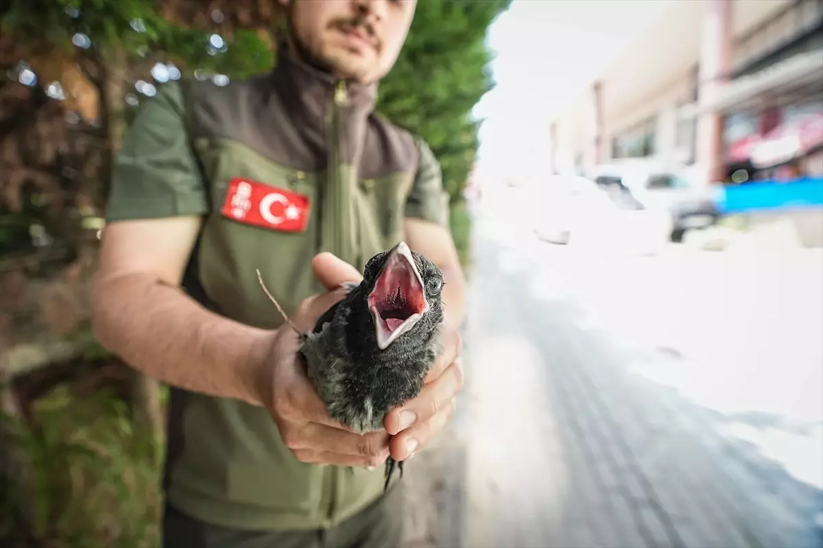 Bursa'da Yaralı Karga Kurtarıldı