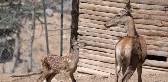 Altınköy Açık Hava Müzesi'nde Yeni Geyik Yavrusu 'Benek' Doğdu