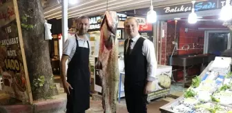 Amasya'da 78 Kilogramlık Yayın Balığı Yakalandı