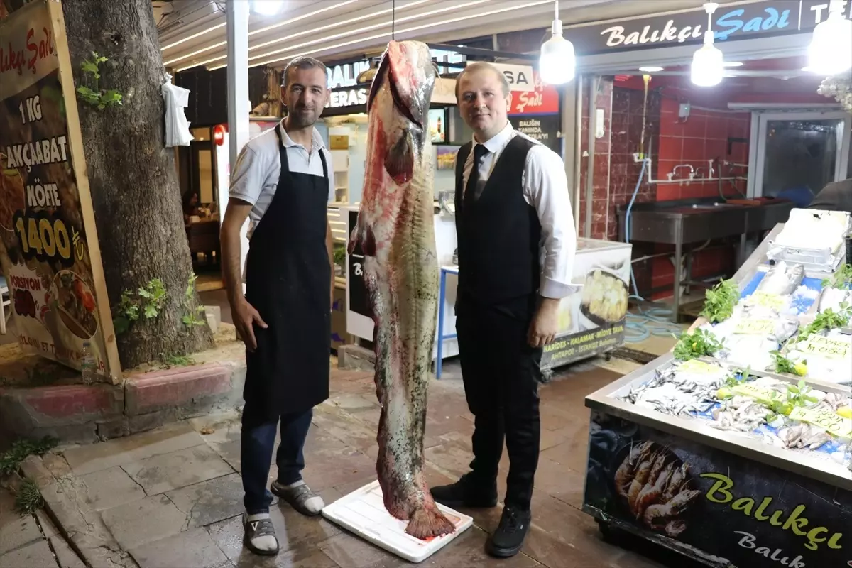 Amasya'da 78 Kilogramlık Yayın Balığı Yakalandı