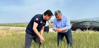 Amasya'da Buğday Tarla Kontrolleri Devam Ediyor