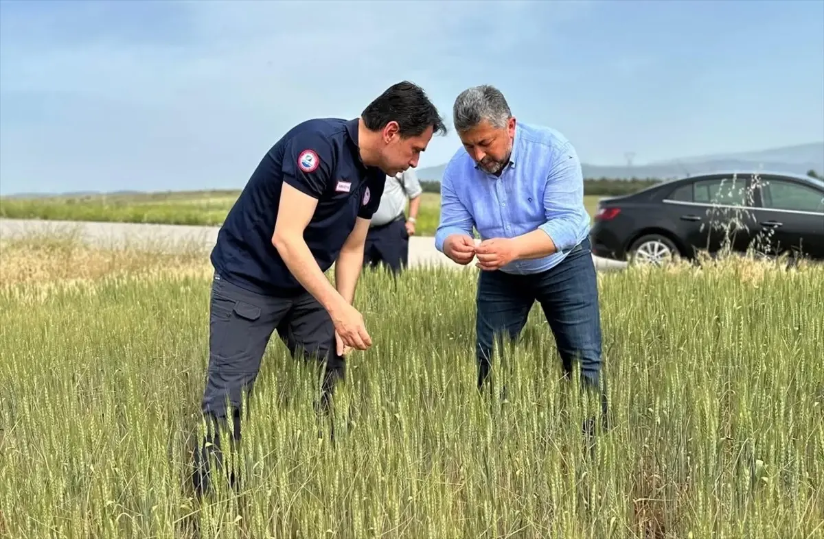 Amasya'da Buğday Tarla Kontrolleri Devam Ediyor