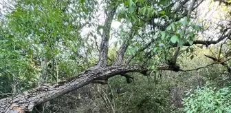 Amasya'da Devrilen Otomobilde 1 Kişi Hayatını Kaybetti