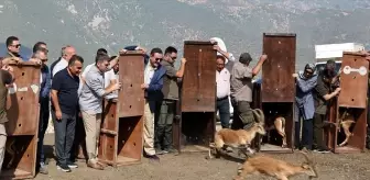 Amasya'da 5 Yaban Keçisi Doğaya Salındı