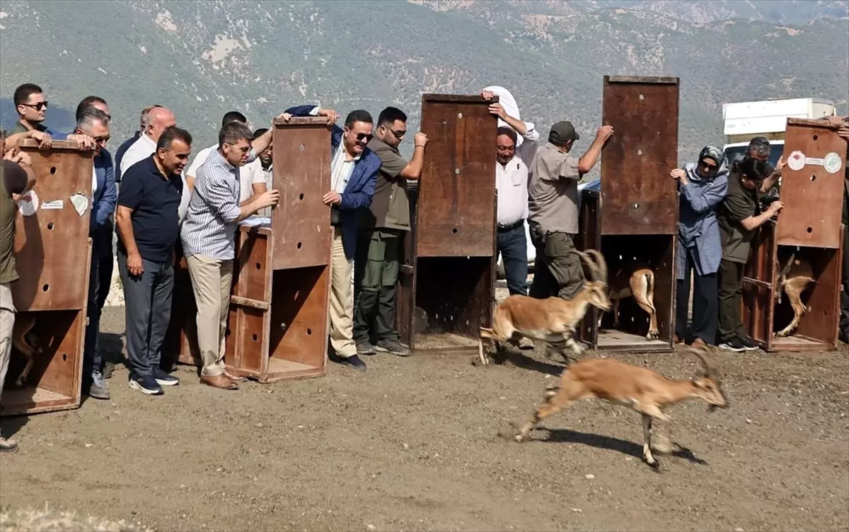 Amasya'da 5 Yaban Keçisi Doğaya Salındı