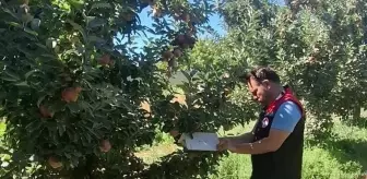 Amasya'da Meyve Hastalıklarıyla Mücadele Denetimleri