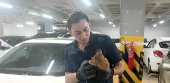 Amasya'da Motor Bölümüne Sıkışan Kedi Yavrusunu İtfaiye Kurtardı