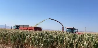 Merzifon'da Silajlık Mısır Hasadı Başladı