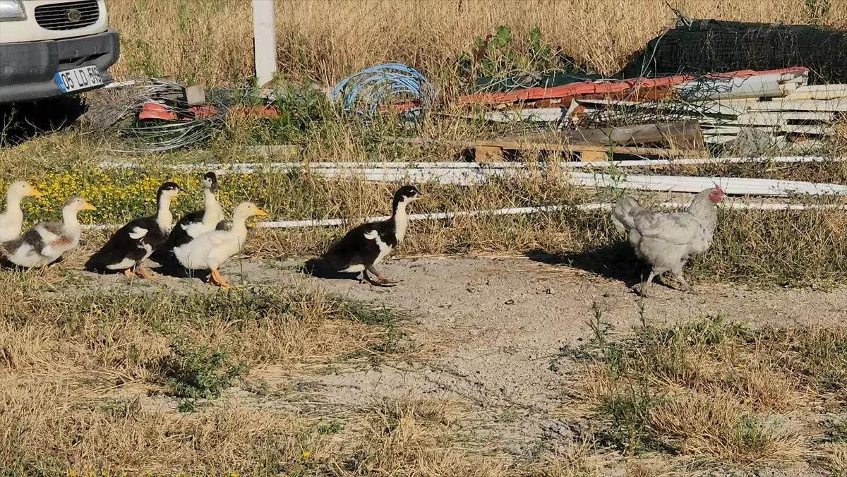 Tavuk, Yumurtladığı Ördek Yavrularına Annelik Yapıyor